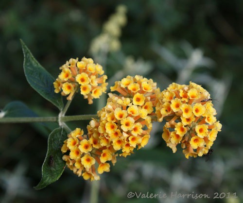 [orange-buddleia%255B2%255D.jpg]