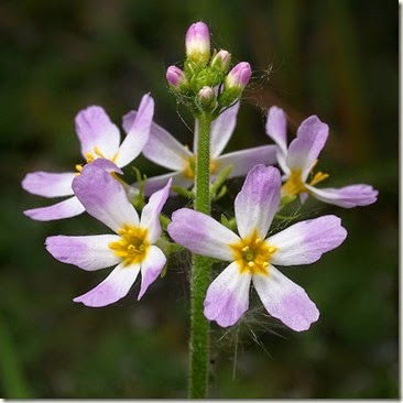 Water Violet Water Violet