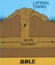 [mole-tunnels%255B11%255D.gif]
