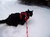 Playing in the Snow
