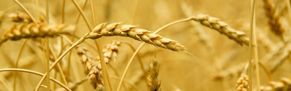 [wheat-960x300%255B6%255D.jpg]
