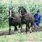 graanoogst-09-008.jpg