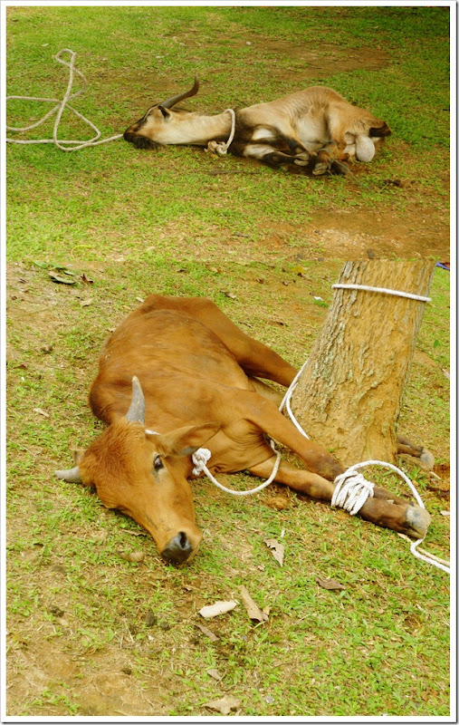 Raya Haji 20112 Raya Haji 20112