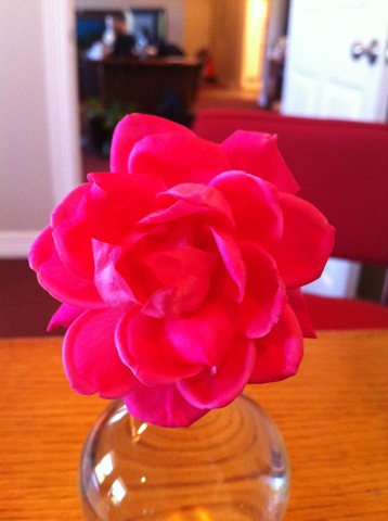 [Knockout%2520Rose%255B4%255D.jpg]