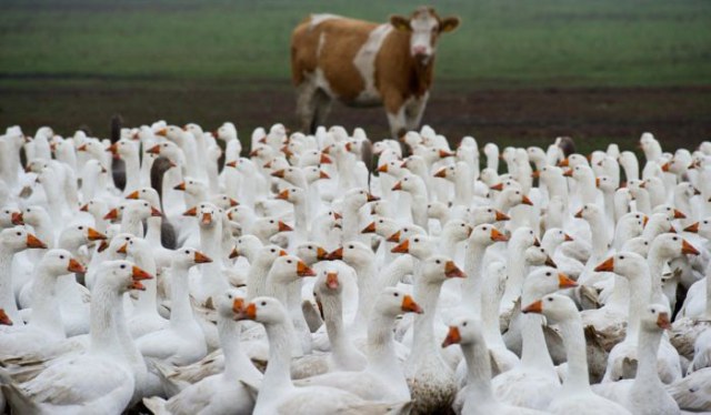 A flock of geese walk across a farm in the eastern German city of Loehme east of berlin on November 10, 2010. Goose is a popular choice in Germany for the meal of St. Martin's Day on November 11 and also for the Christmas day.      AFP PHOTO    PATRICK PLEUL    GERMANY OUT (Photo credit should read PATRICK PLEUL/AFP/Getty Images)