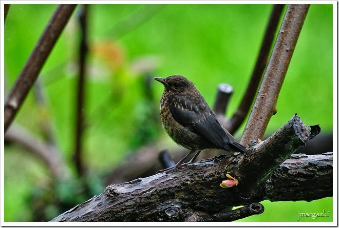 DSC_5412 DSC_5412