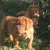 puppies gallery godsendxraven 53dias.jpg 005.jpg
