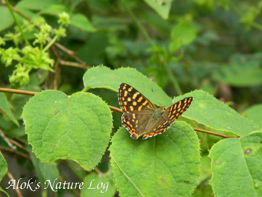 Lycaenidae%25252c%252520dodona%252520durga%25252c%252520common%252520punch
