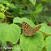 Lycaenidae%25252c%252520dodona%252520durga%25252c%252520common%252520punch