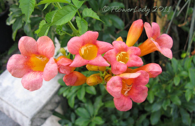 [08-29-crossvine-flowers%255B4%255D.jpg]