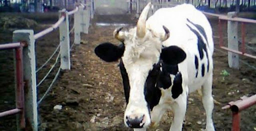 Holy_Cow_002.jpg