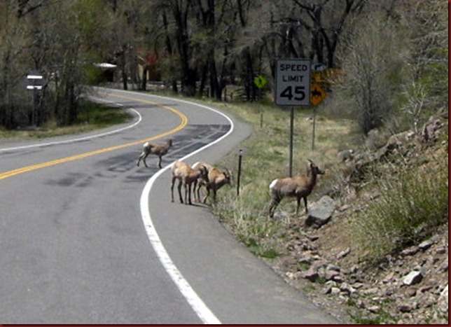 Mountain Goats