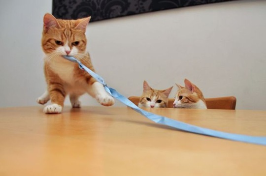 [funny-animals-cute-23%255B2%255D.jpg]