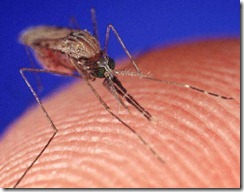 Mosquito biting from HowStuffWorks