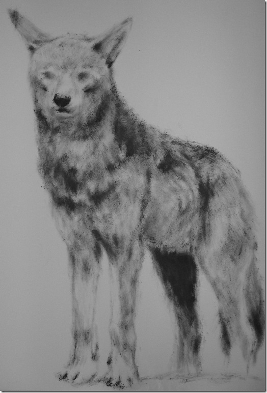 wolf