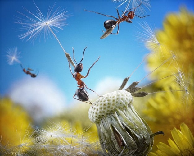 [Life-of-Ants-Andrey-Pavlov-05%255B4%255D.jpg]