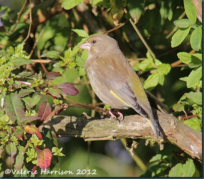 greenfinch