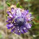 globe daisy