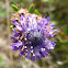 globe daisy