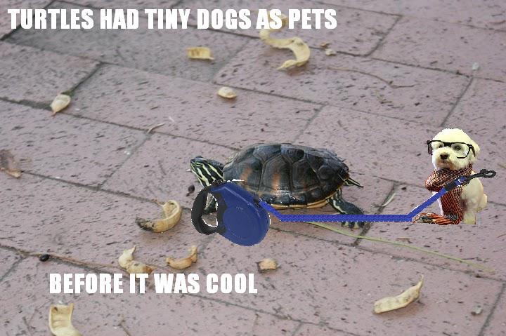 Turtles had tiny dogs as pets before it was cool