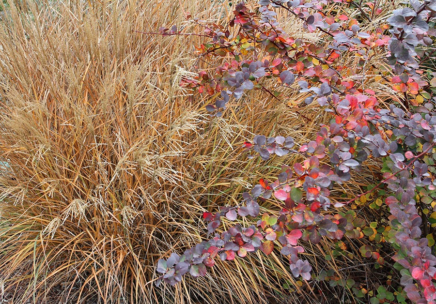 [111127_Berberis-thunbergii-Rose-Glow-%252B-Miscanthus-sinensis-Silberspinne_001%255B3%255D.jpg]