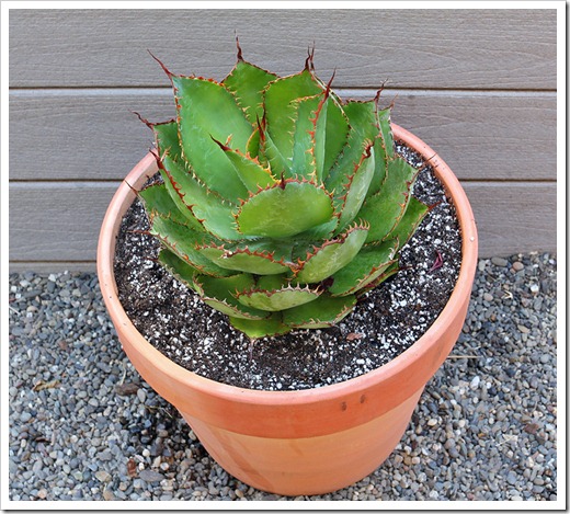 110806_Agave-bovicornuta_02 110806_Agave-bovicornuta_02