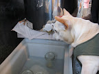 Now we fill all of the sterilized jars with this amazing nectar.