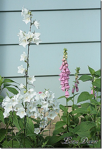 Campanula_Foxglove