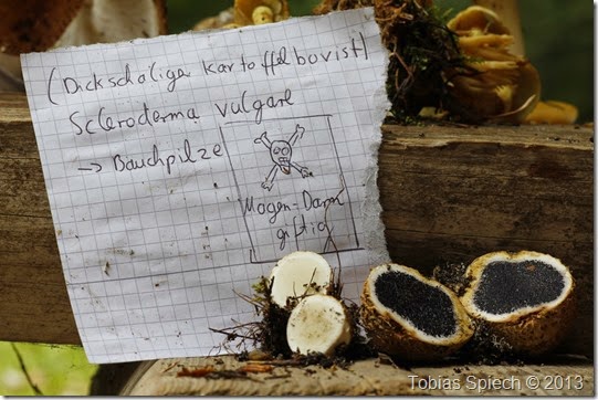 Dickschaliger Kartoffelbovist Scleroderma citrinum