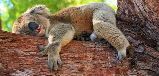 australien1 australien1