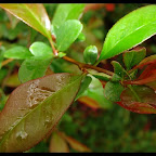 krzaczek_z_odrobina_rosy.jpg krzaczek_z_odrobina_rosy.jpg