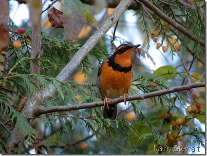 Varied Thrush