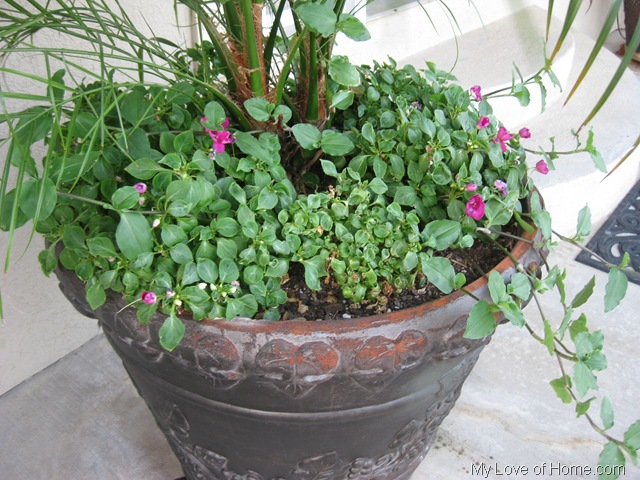 [impatiens6.jpg]