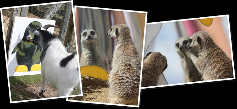 View Animal Enrichment Aug 2