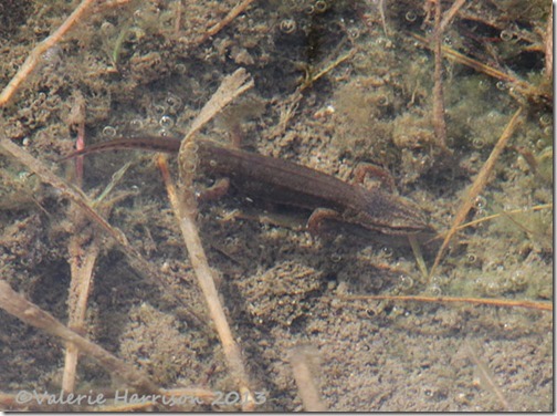 26-newt