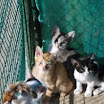 I cuccioli di Katrina1.jpg