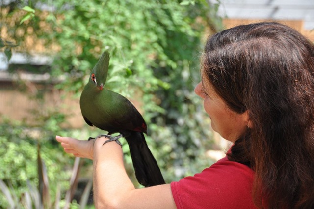 [Lydia%2520with%2520Damien%2520%2528Green%2520Crested%2520Touraco%2529%2520DSC_0698%255B7%255D.jpg]