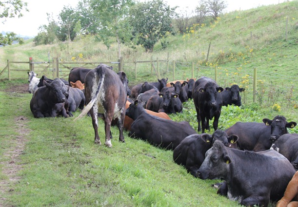 wandeltocht Uley (41) wandeltocht Uley (41)