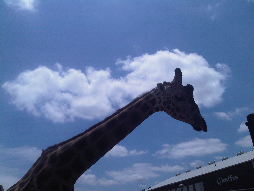 [IMG00388-20100531-1405%255B2%255D.jpg]