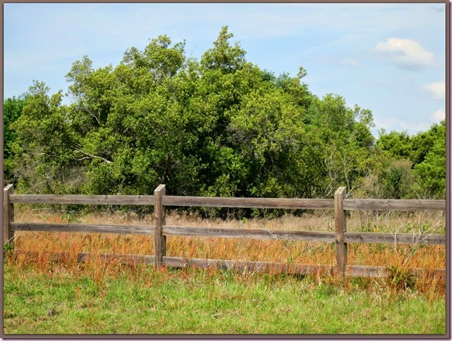 fenceIMG_3183