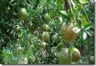 pamelo pamelo