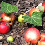 rote Äpfel aepfel04 ausschnitt rote Äpfel