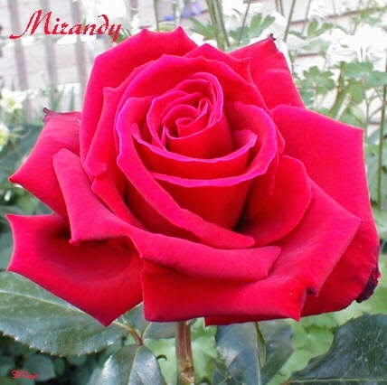 [Rosa-MIRANDY1.jpg]