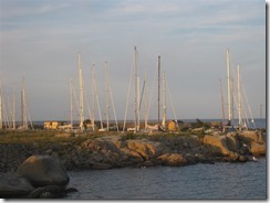 IMG_2246 (Medium)