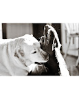 Brisbie and Brandy, Labrador retrievers from Tampa, Florida. Brisbie and Brandy, Labrador retrievers from Tampa, Florida.