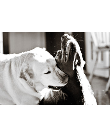Brisbie and Brandy, Labrador retrievers from Tampa, Florida. Brisbie and Brandy, Labrador retrievers from Tampa, Florida.