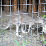 kangaroo at ueno zoo in Ueno, Tokyo, Japan