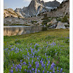 SabrinaBasinLupinePeaks20090807.jpg