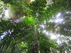 Looking up to make sure the drop bears dont get you.