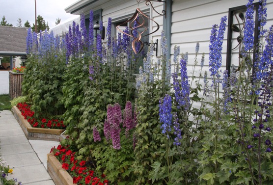 delphiniums delphiniums